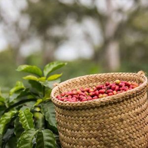 Café ecológico